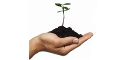 A hand holding some soil and a plant.